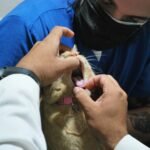 Pack Salud Felina Anual